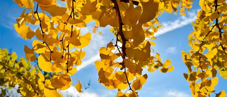 GINKGO BILOBA PROPIEDADES