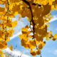 GINKGO BILOBA PROPIEDADES