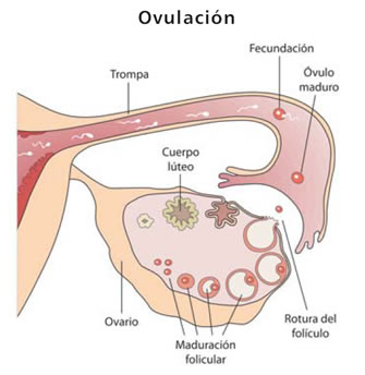 ciclo ovulación