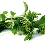 stevia propiedades