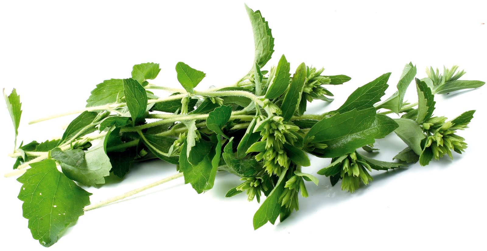 stevia propiedades