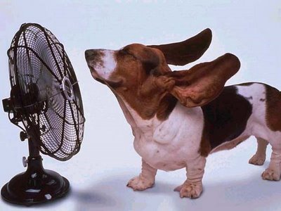 consejos para evitar en calor en casa