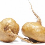 maca, un tubérculo que cura la infertilidad