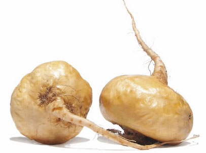 maca, un tubérculo que cura la infertilidad