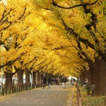 gingko biloba