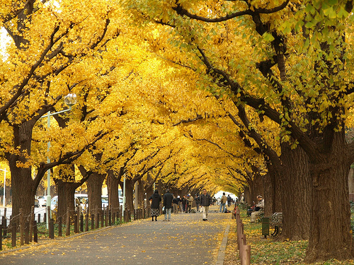 gingko biloba