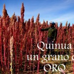 quinoa