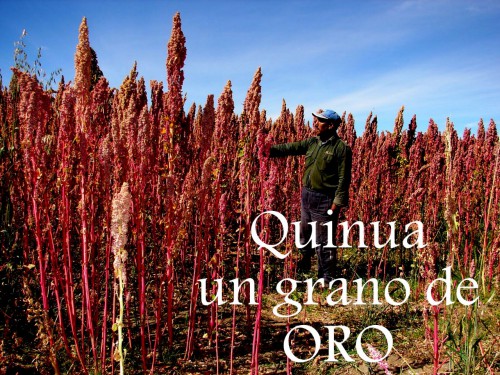 quinoa