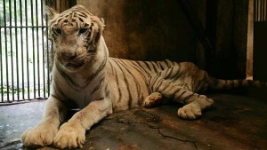 tigre blanco