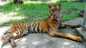 tigre-enfermo